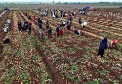 İlk hasat burada yapılıyor! Kilogram fiyat 22 lira