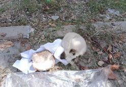 Çöpte bulunan kafatasının sırrı çözüldü! Tıp fakültesinden beri yanında taşıyormuş