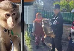Muğla'da maymun yakaladı! Mahalleyi peşine taktı