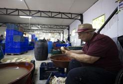 İlk hasat başladı, 1000 tanesi bir günde bitiyor! 20 erkek birleşti: Günde 2500 TL kazanılıyor