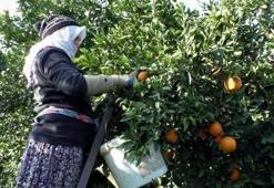 Her çiftçi başvurduğunda alıyor! Aydın'da destek başladı: Üretime 1 litre katkısı