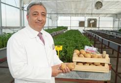 Niğde'den tarımda dev adım: Türkiye'nin yerli ilk cipslik patatesi tescillendi!