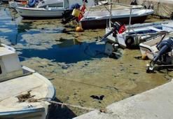 Bakan Kurum'dan belediyelere 'müsilaj' uyarısı