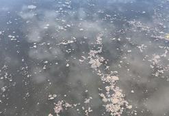 Yalova'da kanalizasyon suyu denize aktı! YASKİ'ye 4 milyon lira ceza kesildi