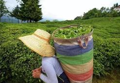2025 yılı yaş çay alım fiyatı belli oldu