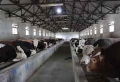 Kurbanlar pazara girdi! Fiyatlar belli oldu