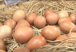 Mart ayında tavuk yumurtası üretimi azaldı, tavuk eti üretimi arttı