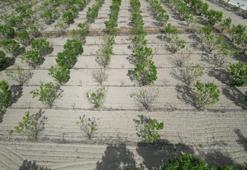 13 bin dekar çöp oldu: Sadece o ürün yer almadı