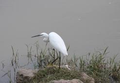 Samsun'un saklı cenneti kuş oteli gibi! Kızılırmak Deltası'nda 365 kuş türünü ağırlıyor