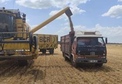 Mardinli çiftçi 100 dönümde üretime başladı! 17 bin liradan satıyor