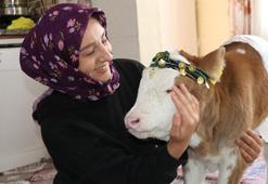 Annesi rahatsızlanan buzağıyı eve aldılar, ailenin üçüncü üyesi oldu