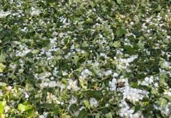 Mardin'i dolu vurdu! 40 bin dekar arazi etkilendi