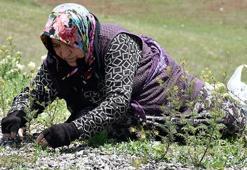 Doğada kendiliğinden yetişiyor! Köy köy arayıp torbalarca topluyorlar, pazarda kilosu 150 liraya satılıyor