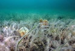 Marmara'da müsilaj tehlikesi gemileri vuruyor: Motorlar durabilir, kazalar artabilir!