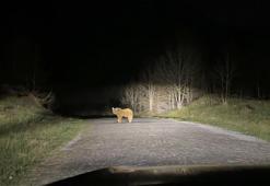 Kış uykusundan uyandılar! Uzmanlar Bitlislileri uyardı