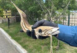 Nesli tükenme tehlikesi altında olan kuş Erzurum'da yaralı olarak görüldü