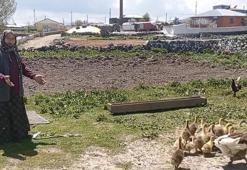 Kars'ta sofraların vazgeçilmezi! Köylüler gözü gibi bakıyor, kilosu 4.500 lira, gram altınla yarışıyor