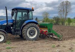 Çölyak hastaları için birebir! Atıl arazilere ekilmeye başlandı, çiftçilerin gelir kapısı oldu