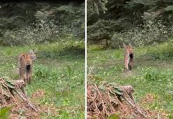 Bolu'da nesli tükenmekte olan vaşak görüntülendi