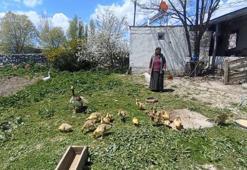 Gram altın 4100 lira onun fiyatı 4500 lira! Vatandaş gözü gibi bakıyor, lezzeti damak çatlatıyor