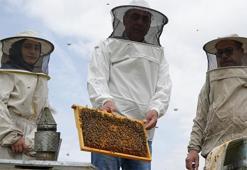 Erzincan’da 1 milyon kilogram üretiliyor! 81 ile gönderiliyor