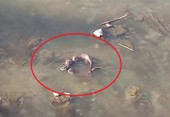 Nesli tehlike altında! Diyarbakır'da görüntülendi