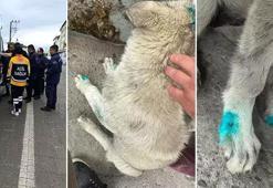 Zonguldak'ta akıl almaz olay! Sarhoş adam köpeği ısırdı