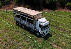 Çin'den sonra Türkiye'de de hasat başladı! Bu yıl yüzde 20 daha fazla ekildi Kilosu 24 liraya satılıyor