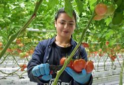 Düşük enerjili cam serada üretiliyor! 'Sıfır pestisitli' domatese Avrupa'dan talep yağıyor