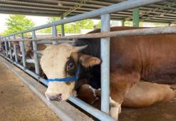 Kurbanlıkta 3 belirti varsa uzak durun! Kurban pazarında belli oluyor