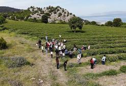 Böyle hasat görülmedi! Burdur'da başlayan hasat yerli ve yabancı turistlerin akınına uğradı