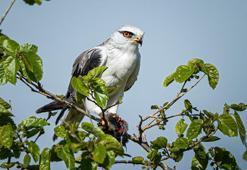 Adana Yumurtalık Lagünü bahar göçüyle kuş cennetine dönüştü!