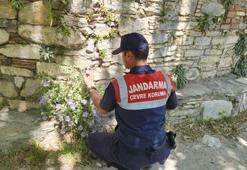 Dünya'da sadece Aydın'da yetişiyor: Koparmanın cezası 557 bin lira!