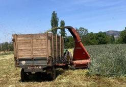 Manisalı çiftçi doğal yöntemle hazırladı! Hasat sonrası yapıyor, verimde rekor artış