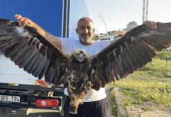 İstanbul'da ilginç olay! Kartal, kargaların saldırısından kurtarıldı