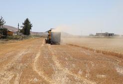 Adıyaman'da arpa hasadı başladı! Kuraklık rekolteyi düşürdü