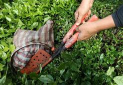 Rize'den ocak-nisan döneminde yapılan çay ihracatı 5,5 milyon doları aştı