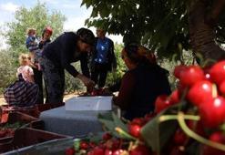 Erken hasat başladı, kilosu 250 liradan başlıyor! Üretici seviniyor, tüketici uzaktan bakacak