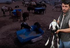 Adana'da 77 hayvan birden yere yığıldı! Çoban gerçeği itiraf etti: Nefret edebilir ama böyle bir katliam yapılmaz