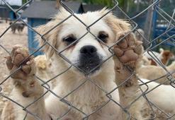 Bursa'da terkedilmiş hayvanlara müzikli terapi! 'Çalınan müzikler hayvan severleri de rahatlatıyor'