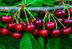 Antalya bir festivale daha ev sahipliği yapacak!