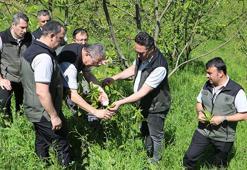 Samsun'da gal arısıyla mücadele için kestane ağaçlarına böcek bırakıldı
