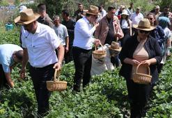 Batman'da 4 aileyle başladı, şimdi 400 hane para basıyor! İlk hasat başladı, 81 ile satacaklar