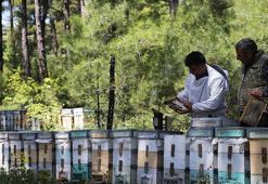 Muğla'da 6'ıncı kuşak olarak arıcılık yapan genç çiftçi aldığı desteklerle işletmesini büyüttü