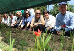 130 yıl sonra anavatanına geri döndü! Türk lalesi Merzifon'da çiçek açtı