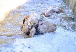 Uludağ Üniversitesi'nde ilginç görüntüler! 800 yıllık kadim sır yeniden gerçekleşti
