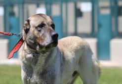 Onlar Türkiye'ye has! Yavrularına sahip olmak için 6 ay sıra bekleniyor, tüm dünyadan büyük talep görüyor