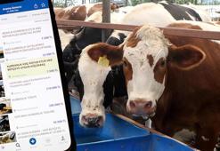 Kurban Bayramı'nda kurban olmayın! İşte bir tıkla bağış yaparken, tuzağa düşmemenin püf noktaları