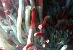 Bilim dünyasına kazandırıldı! Ege'de keşfedildi: Türkiye denizlerinde ilk kez görüldü