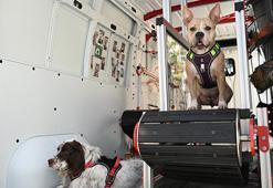 Vefat eden köpeğinin anısına, özel tasarım koşu bandıyla patili dostlarına destek oluyor